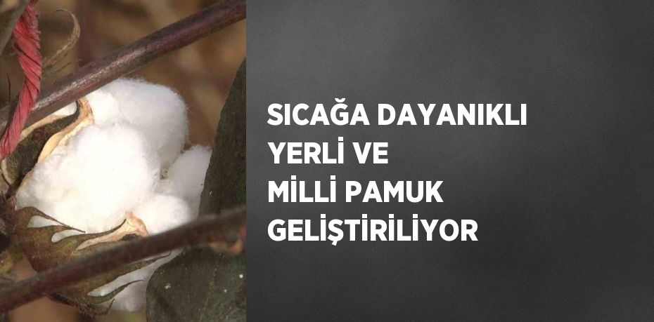 SICAĞA DAYANIKLI YERLİ VE MİLLİ PAMUK GELİŞTİRİLİYOR