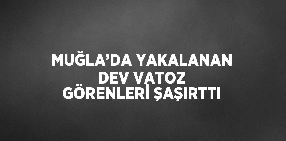 MUĞLA’DA YAKALANAN DEV VATOZ GÖRENLERİ ŞAŞIRTTI