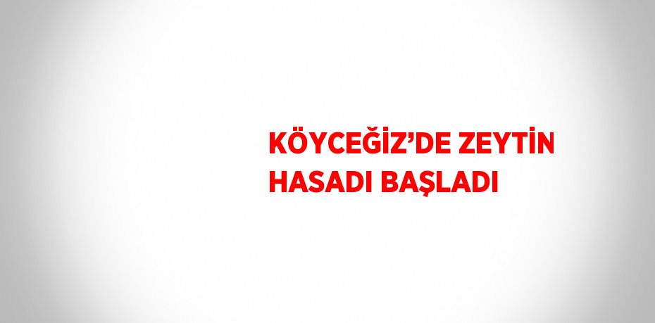 KÖYCEĞİZ’DE ZEYTİN HASADI BAŞLADI