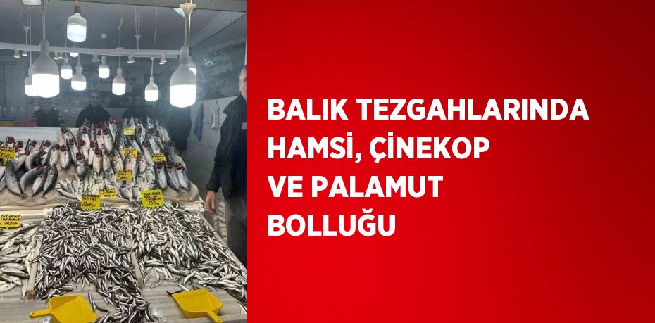 BALIK TEZGAHLARINDA HAMSİ, ÇİNEKOP VE PALAMUT BOLLUĞU