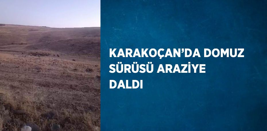 KARAKOÇAN’DA DOMUZ SÜRÜSÜ ARAZİYE DALDI