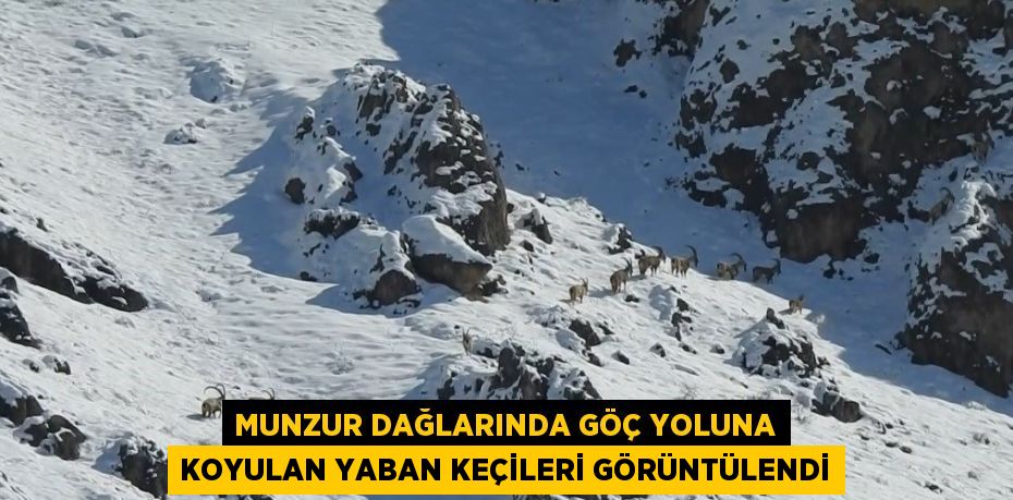 MUNZUR DAĞLARINDA GÖÇ YOLUNA KOYULAN YABAN KEÇİLERİ GÖRÜNTÜLENDİ