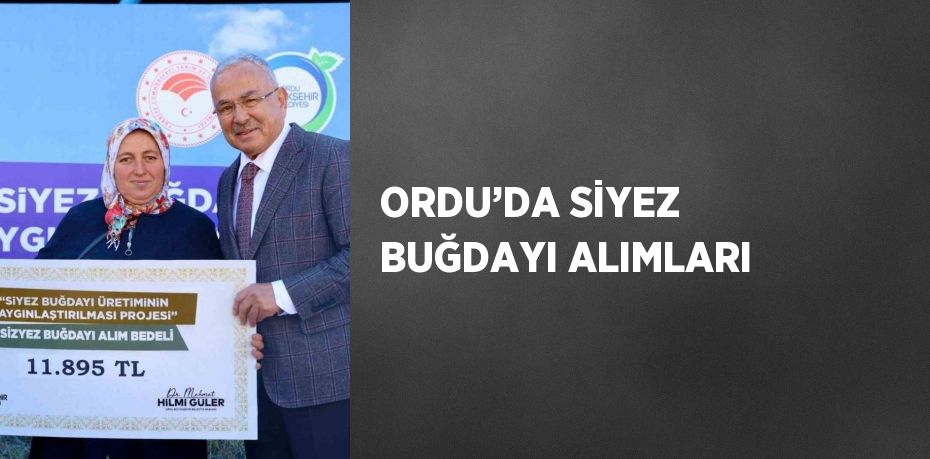 ORDU’DA SİYEZ BUĞDAYI ALIMLARI