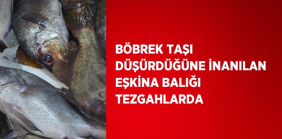 BÖBREK TAŞI DÜŞÜRDÜĞÜNE İNANILAN EŞKİNA BALIĞI TEZGAHLARDA