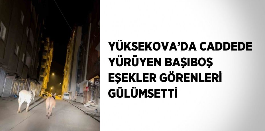 YÜKSEKOVA’DA CADDEDE YÜRÜYEN BAŞIBOŞ EŞEKLER GÖRENLERİ GÜLÜMSETTİ