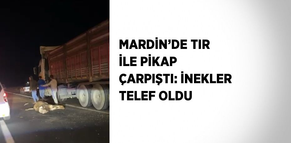 MARDİN’DE TIR İLE PİKAP ÇARPIŞTI: İNEKLER TELEF OLDU