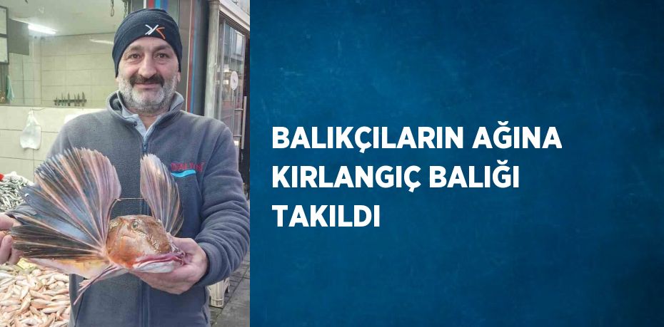 BALIKÇILARIN AĞINA KIRLANGIÇ BALIĞI TAKILDI