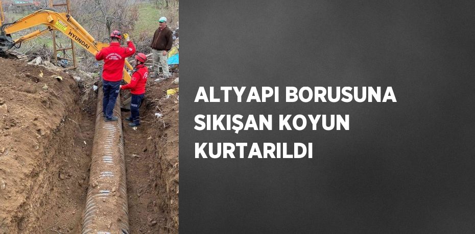 ALTYAPI BORUSUNA SIKIŞAN KOYUN KURTARILDI