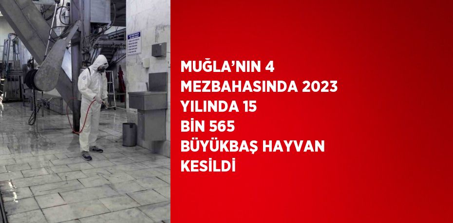 MUĞLA’NIN 4 MEZBAHASINDA 2023 YILINDA 15 BİN 565 BÜYÜKBAŞ HAYVAN KESİLDİ