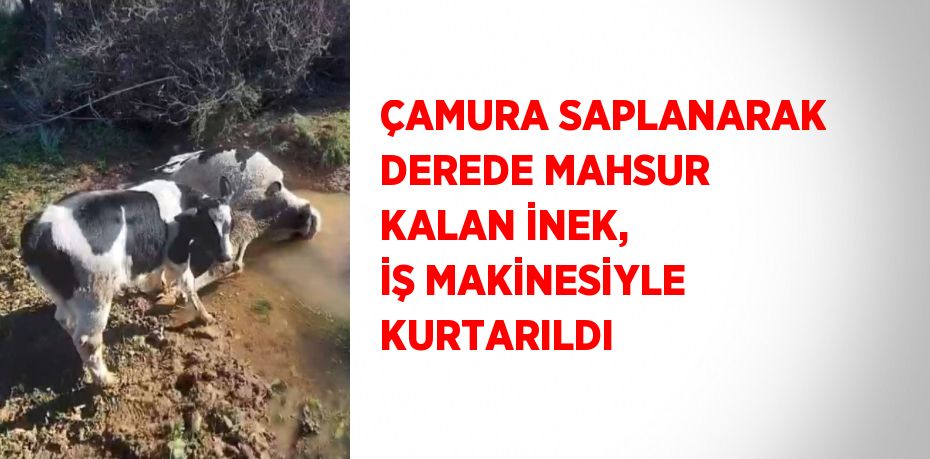 ÇAMURA SAPLANARAK DEREDE MAHSUR KALAN İNEK, İŞ MAKİNESİYLE KURTARILDI