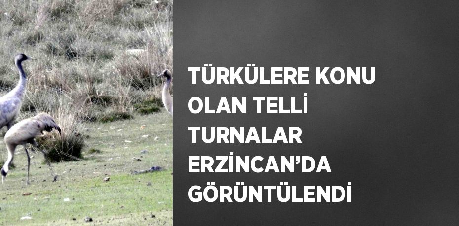 TÜRKÜLERE KONU OLAN TELLİ TURNALAR ERZİNCAN’DA GÖRÜNTÜLENDİ