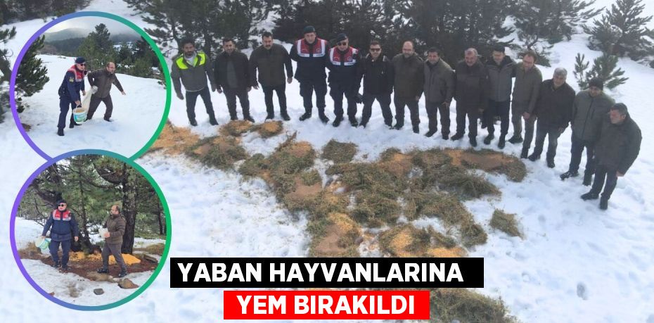 YABAN HAYVANLARINA   YEM BIRAKILDI