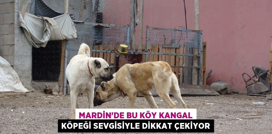 Mardin’de bu köy kangal köpeği sevgisiyle dikkat çekiyor