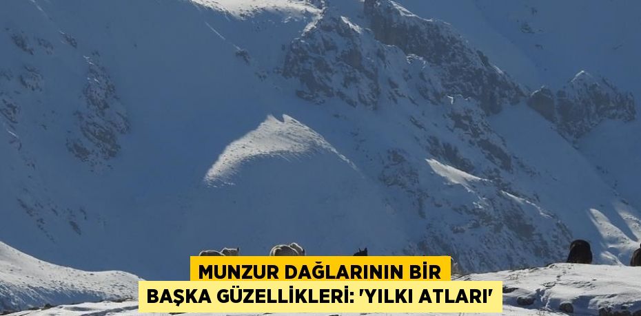 MUNZUR DAĞLARININ BİR BAŞKA GÜZELLİKLERİ: 'YILKI ATLARI'