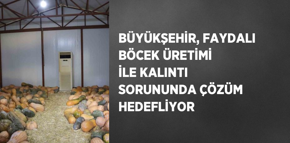 BÜYÜKŞEHİR, FAYDALI BÖCEK ÜRETİMİ İLE KALINTI SORUNUNDA ÇÖZÜM HEDEFLİYOR