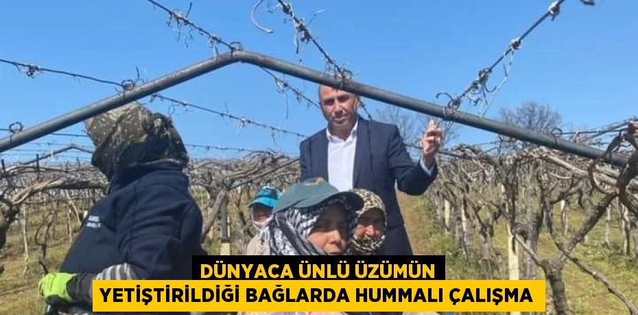 DÜNYACA ÜNLÜ ÜZÜMÜN YETİŞTİRİLDİĞİ BAĞLARDA HUMMALI ÇALIŞMA