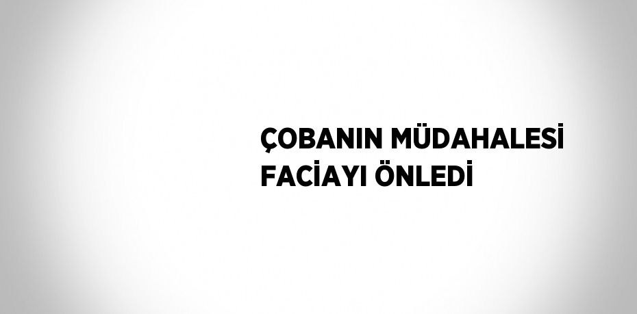 ÇOBANIN MÜDAHALESİ FACİAYI ÖNLEDİ