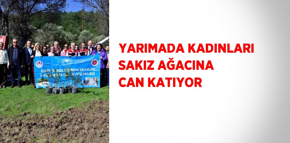 YARIMADA KADINLARI SAKIZ AĞACINA CAN KATIYOR