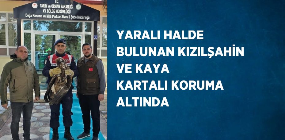 YARALI HALDE BULUNAN KIZILŞAHİN VE KAYA KARTALI KORUMA ALTINDA