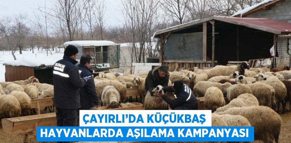 ÇAYIRLI’DA KÜÇÜKBAŞ HAYVANLARDA AŞILAMA KAMPANYASI