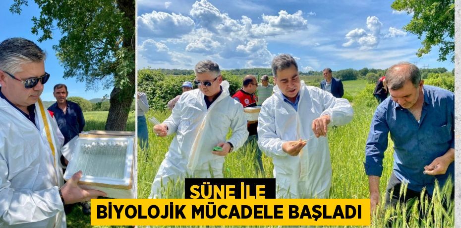 SÜNE İLE BİYOLOJİK MÜCADELE BAŞLADI