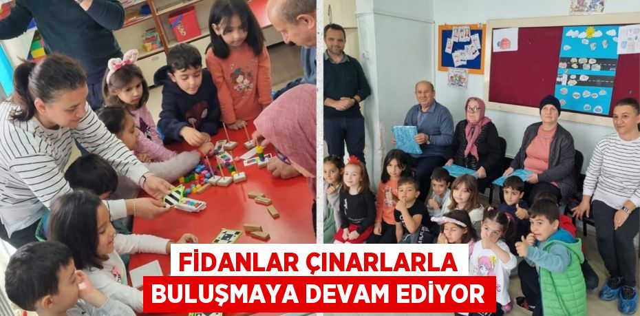 FİDANLAR ÇINARLARLA BULUŞMAYA DEVAM EDİYOR