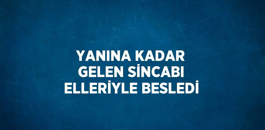 YANINA KADAR GELEN SİNCABI ELLERİYLE BESLEDİ