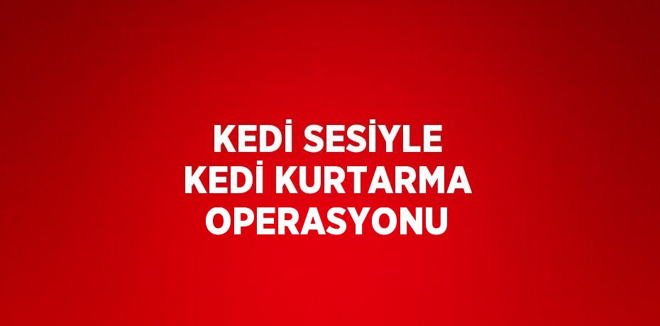 KEDİ SESİYLE KEDİ KURTARMA OPERASYONU