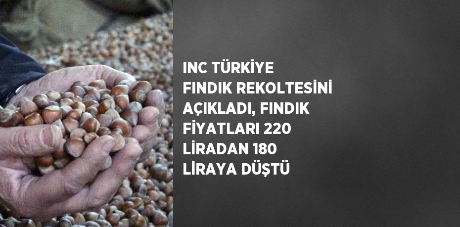 INC TÜRKİYE FINDIK REKOLTESİNİ AÇIKLADI, FINDIK FİYATLARI 220 LİRADAN 180 LİRAYA DÜŞTÜ