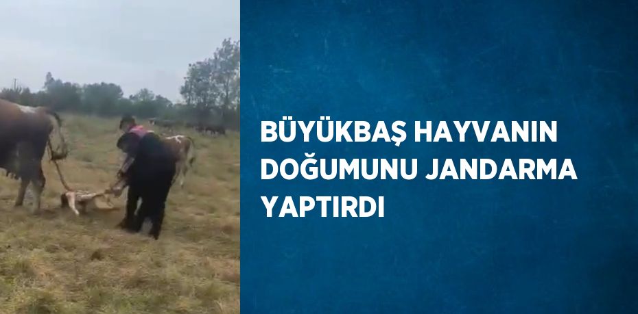 BÜYÜKBAŞ HAYVANIN DOĞUMUNU JANDARMA YAPTIRDI
