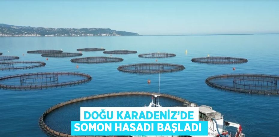 DOĞU KARADENİZ’DE SOMON HASADI BAŞLADI