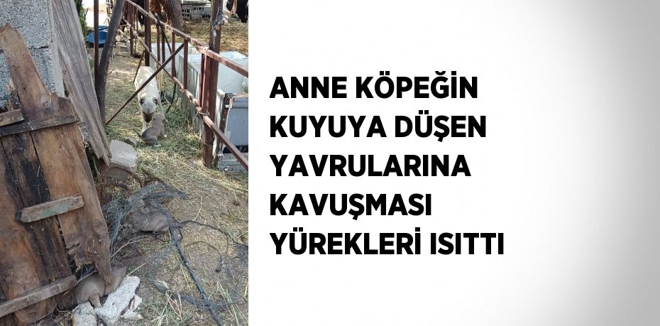 ANNE KÖPEĞİN KUYUYA DÜŞEN YAVRULARINA KAVUŞMASI YÜREKLERİ ISITTI