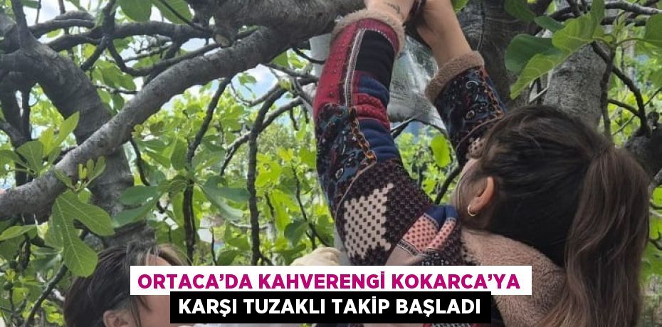ORTACA’DA KAHVERENGİ KOKARCA’YA KARŞI TUZAKLI TAKİP BAŞLADI