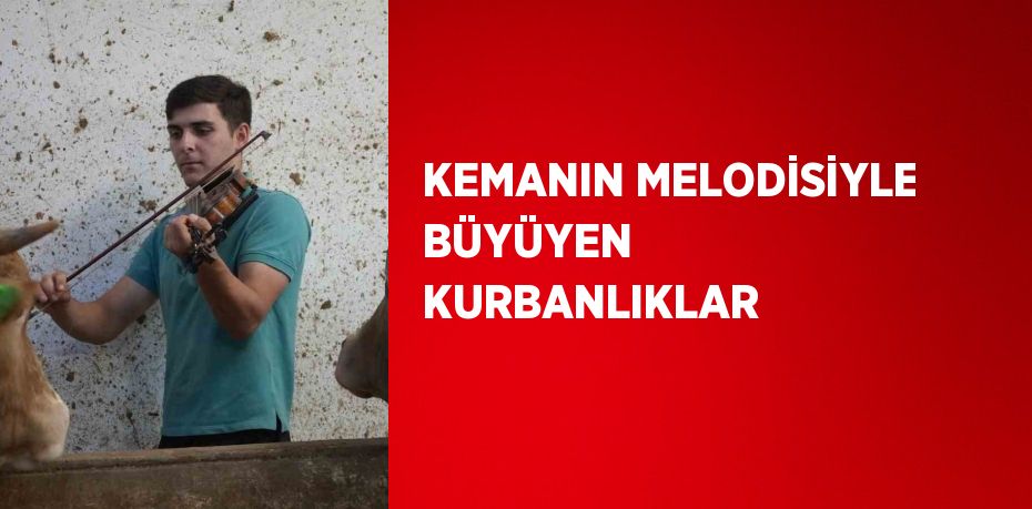 KEMANIN MELODİSİYLE BÜYÜYEN KURBANLIKLAR