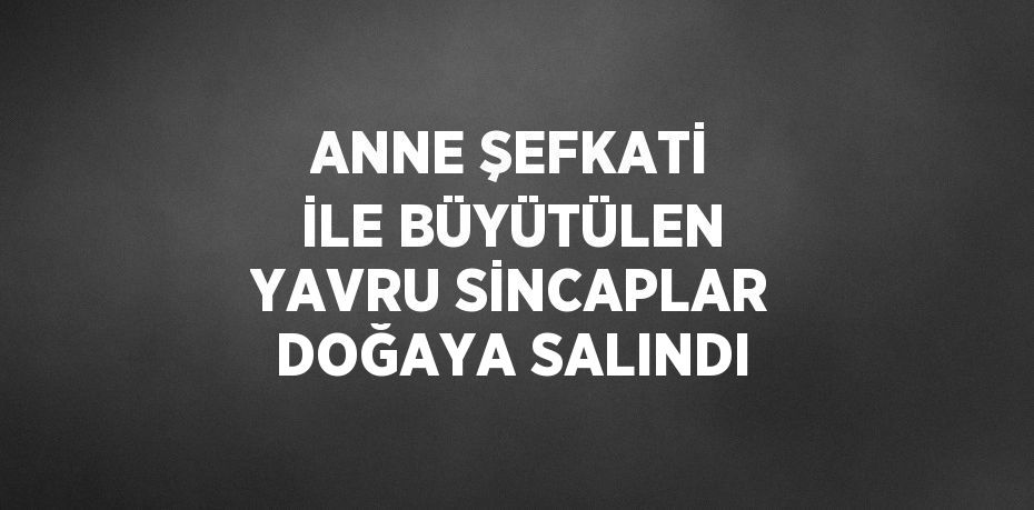 ANNE ŞEFKATİ İLE BÜYÜTÜLEN YAVRU SİNCAPLAR DOĞAYA SALINDI