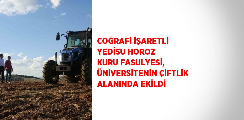 COĞRAFİ İŞARETLİ YEDİSU HOROZ KURU FASULYESİ, ÜNİVERSİTENİN ÇİFTLİK ALANINDA EKİLDİ