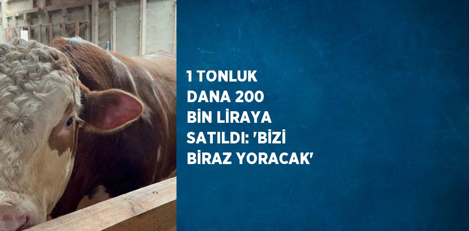 1 TONLUK DANA 200 BİN LİRAYA SATILDI: 'BİZİ BİRAZ YORACAK'