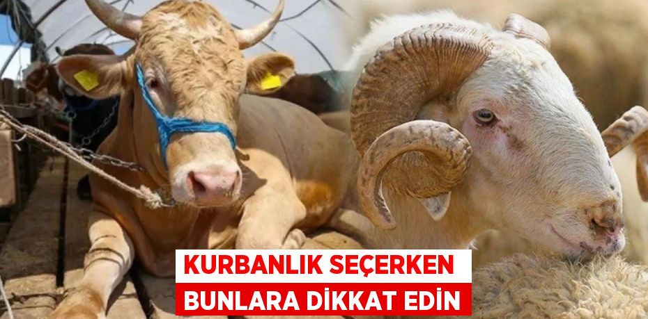 KURBANLIK SEÇERKEN  BUNLARA DİKKAT EDİN