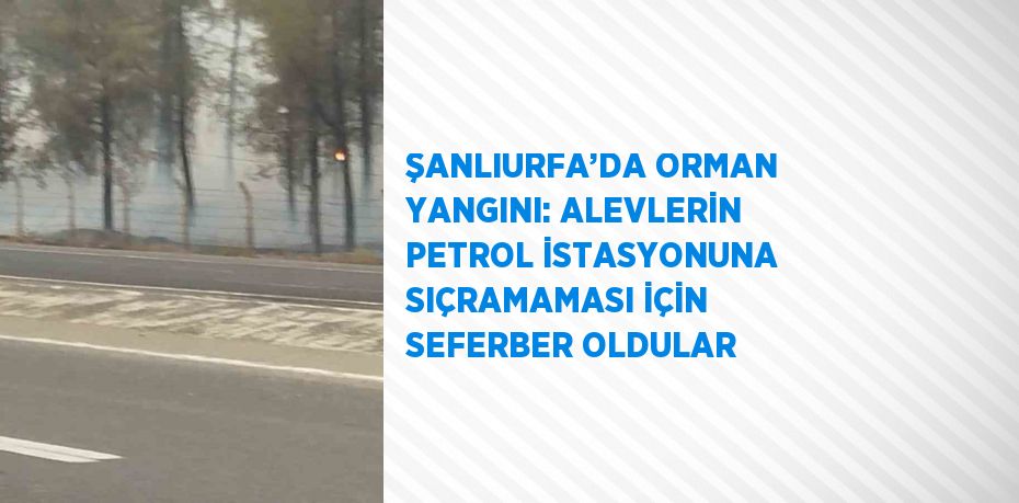 ŞANLIURFA’DA ORMAN YANGINI: ALEVLERİN PETROL İSTASYONUNA SIÇRAMAMASI İÇİN SEFERBER OLDULAR