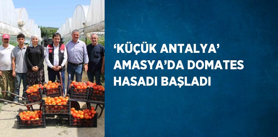 ‘KÜÇÜK ANTALYA’ AMASYA’DA DOMATES HASADI BAŞLADI