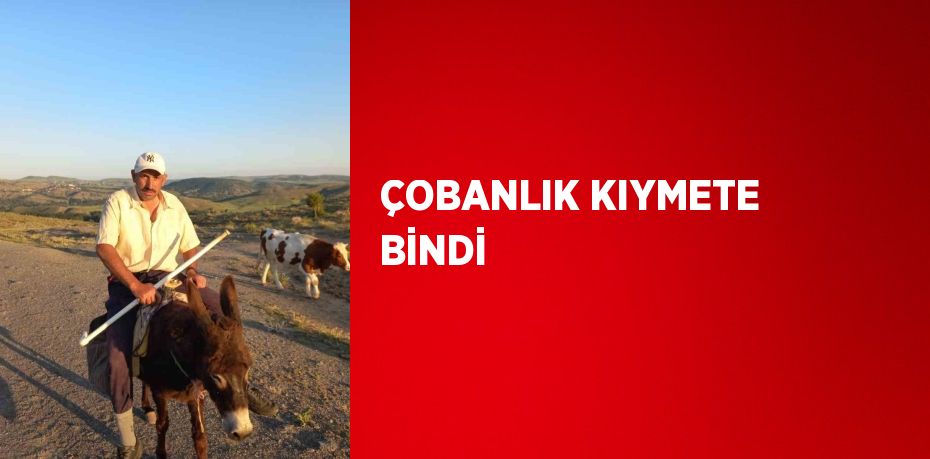 ÇOBANLIK KIYMETE BİNDİ