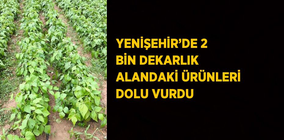 YENİŞEHİR’DE 2 BİN DEKARLIK ALANDAKİ ÜRÜNLERİ DOLU VURDU