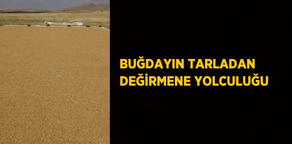 BUĞDAYIN TARLADAN DEĞİRMENE YOLCULUĞU