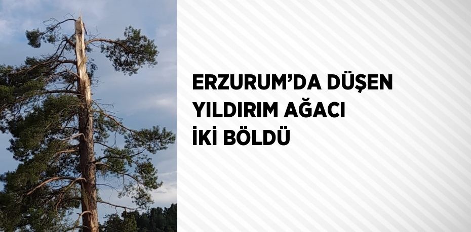 ERZURUM’DA DÜŞEN YILDIRIM AĞACI İKİ BÖLDÜ