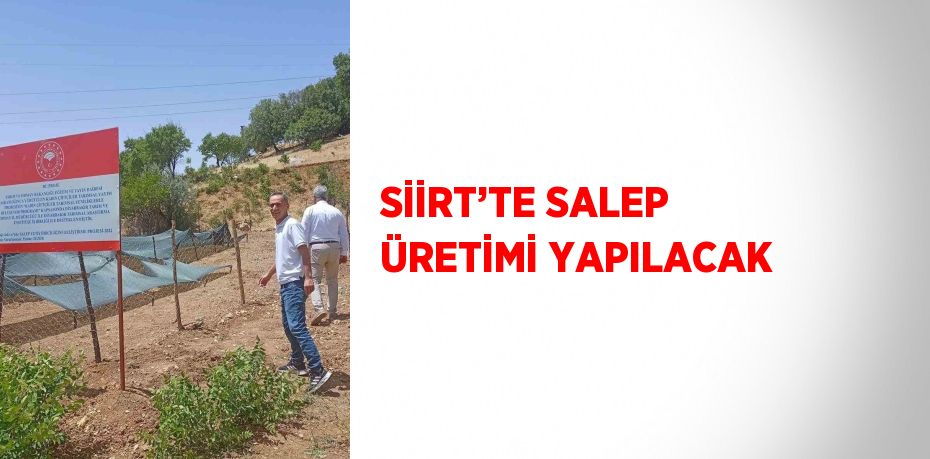 SİİRT’TE SALEP ÜRETİMİ YAPILACAK