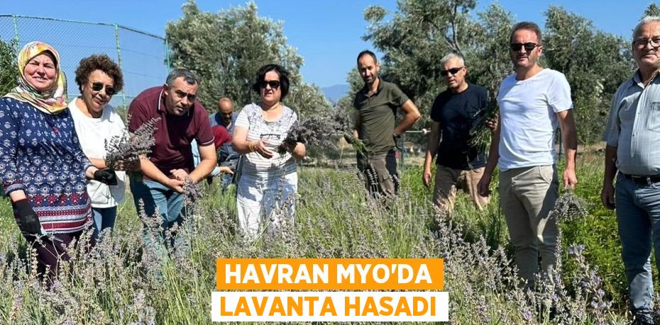 HAVRAN MYO’DA LAVANTA HASADI