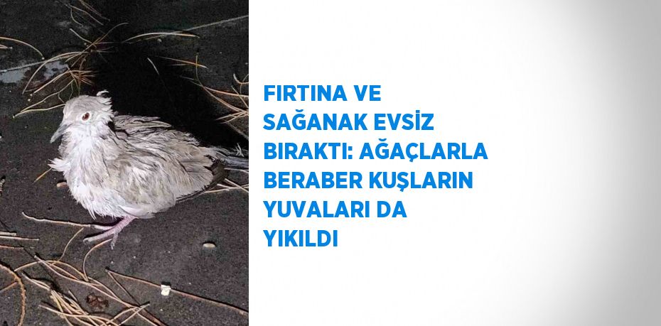 FIRTINA VE SAĞANAK EVSİZ BIRAKTI: AĞAÇLARLA BERABER KUŞLARIN YUVALARI DA YIKILDI