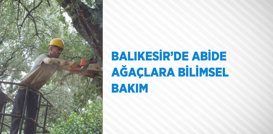 BALIKESİR’DE ABİDE AĞAÇLARA BİLİMSEL BAKIM