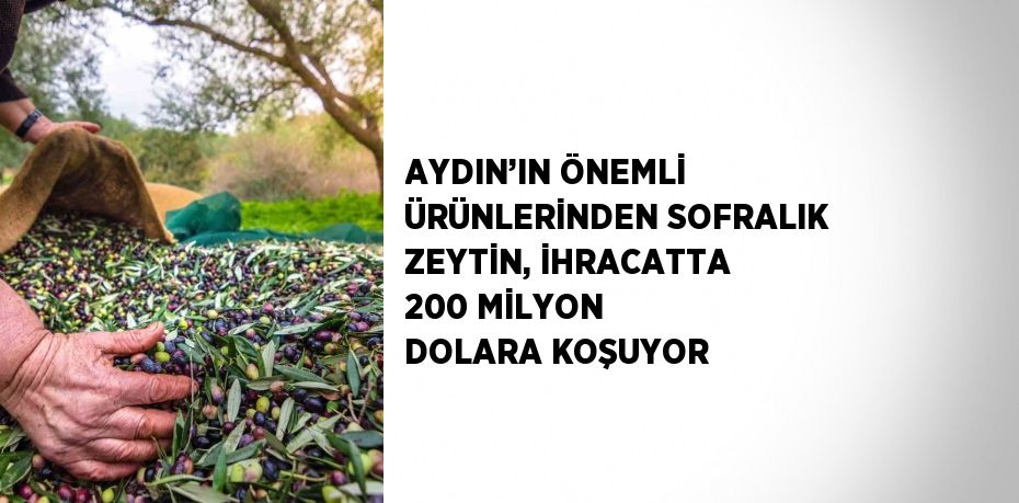 AYDIN’IN ÖNEMLİ ÜRÜNLERİNDEN SOFRALIK ZEYTİN, İHRACATTA 200 MİLYON DOLARA KOŞUYOR