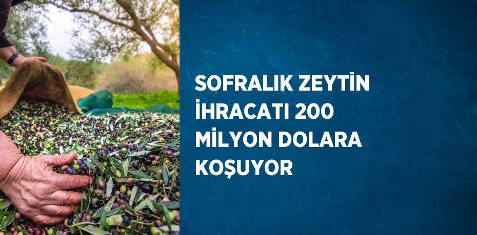 SOFRALIK ZEYTİN İHRACATI 200 MİLYON DOLARA KOŞUYOR